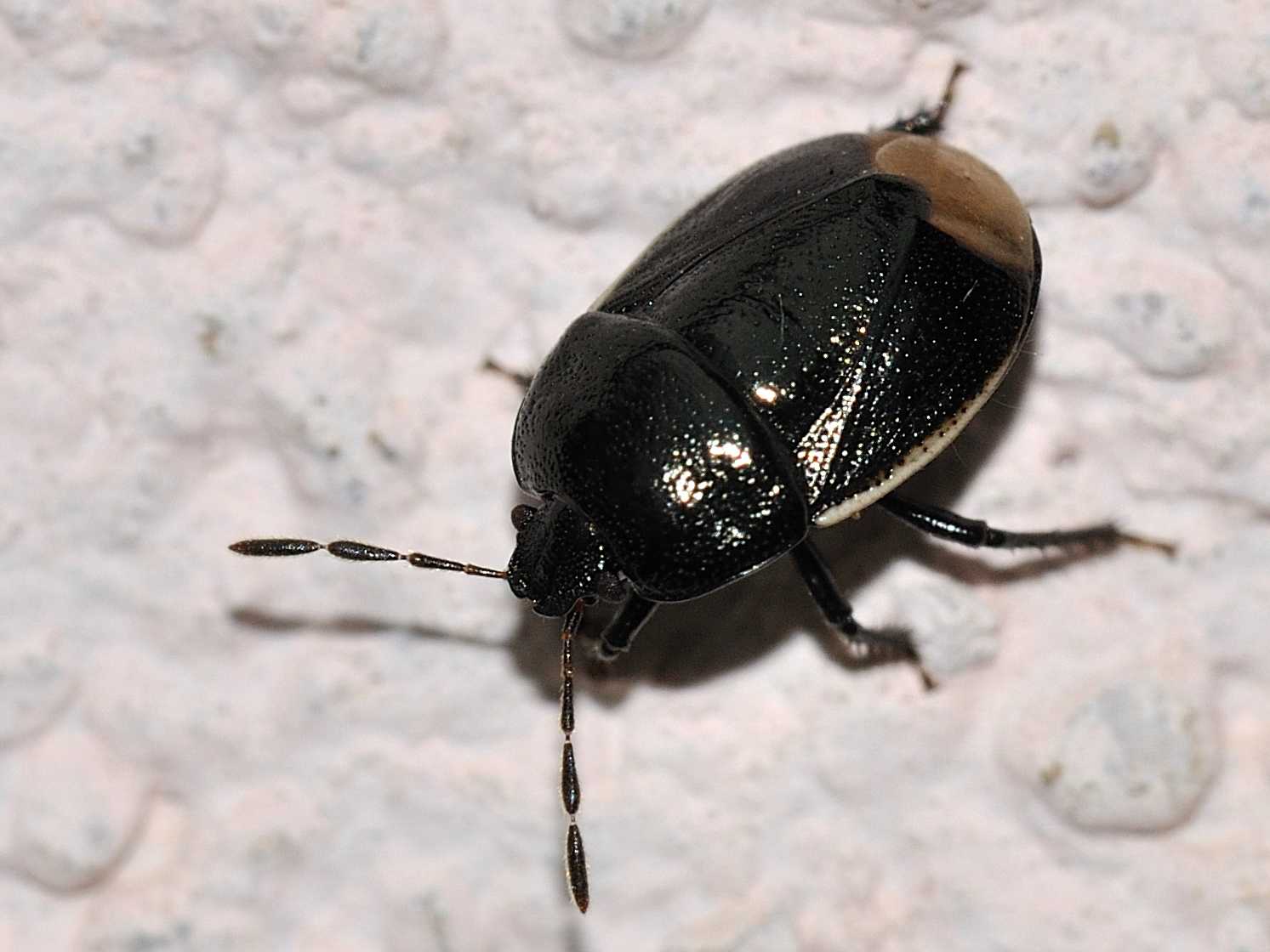 Cydnidae: Legnotus limbosus di Rocca di Botte (AQ)